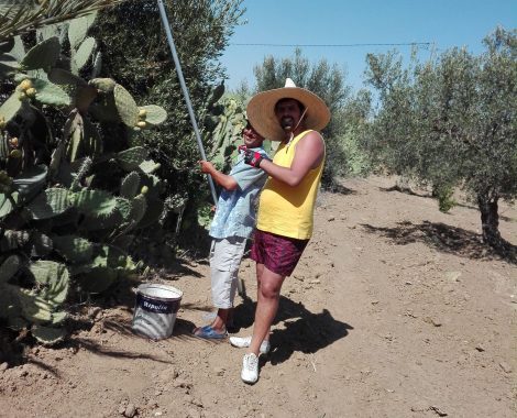 Olive oil Tourism in Tunisia