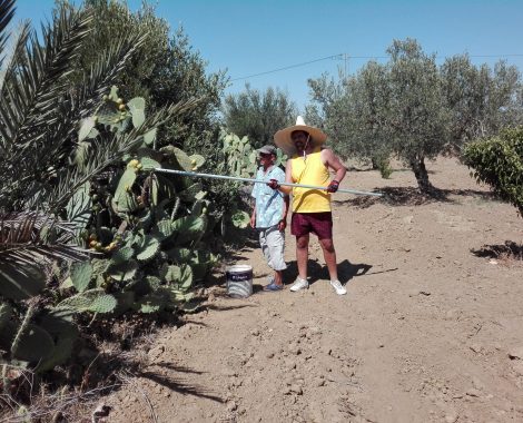 Olive oil Tourism in Tunisia