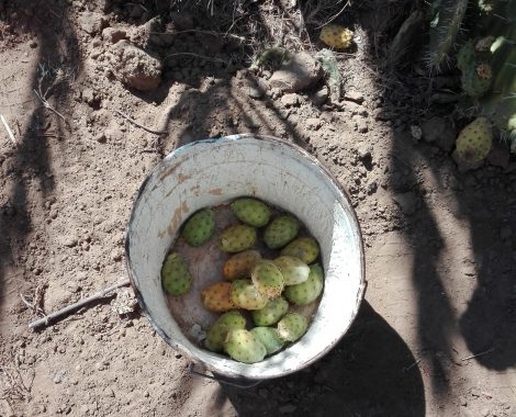 Olive oil Tourism in Tunisia