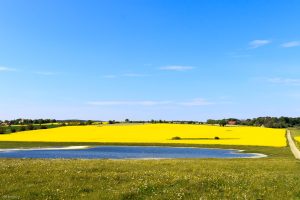 Rape Fields
