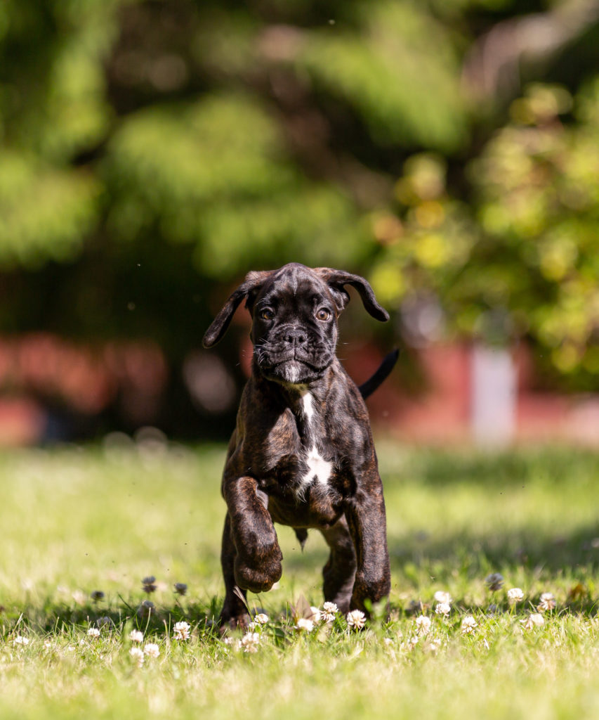 Boxer Puppy