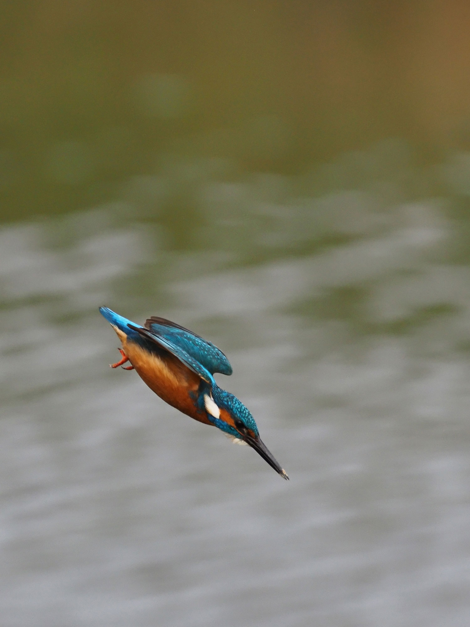 Bird photography Olympus Passion