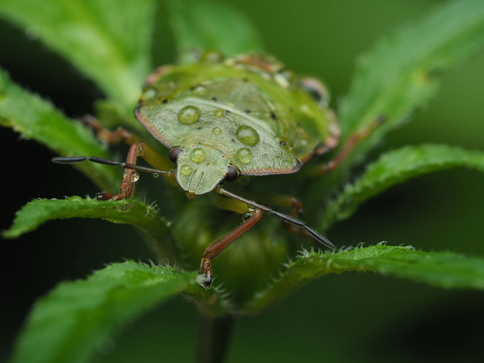 Macro passion with Olympus