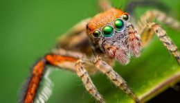 A journey among spiders with Olympus