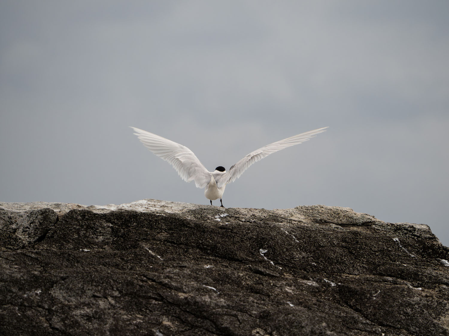 Dusted off my E-M10, and never looked back