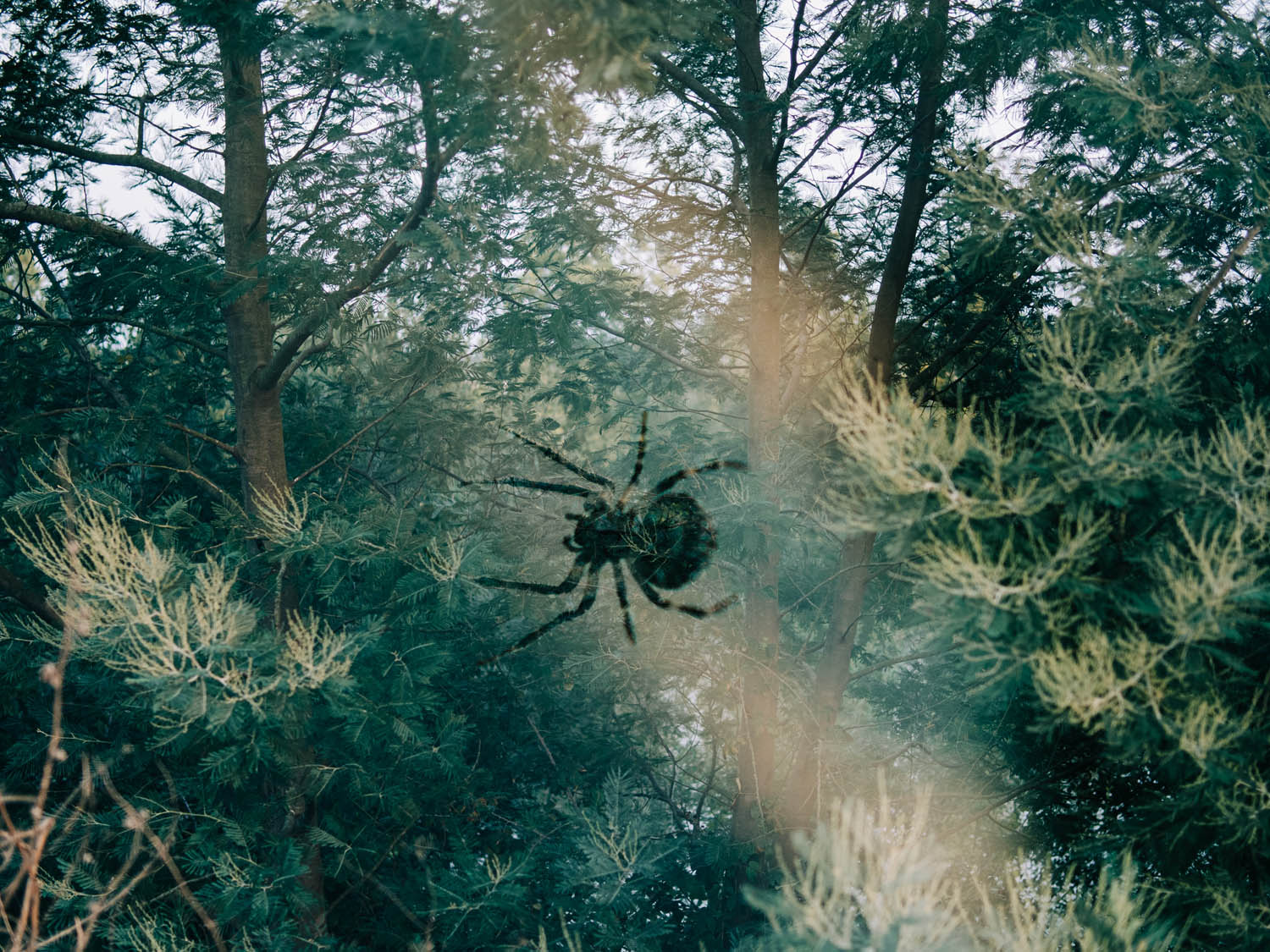 Premium/ Mastering Multiple Exposure Photography: A Creative Guide for Olympus and Beyond