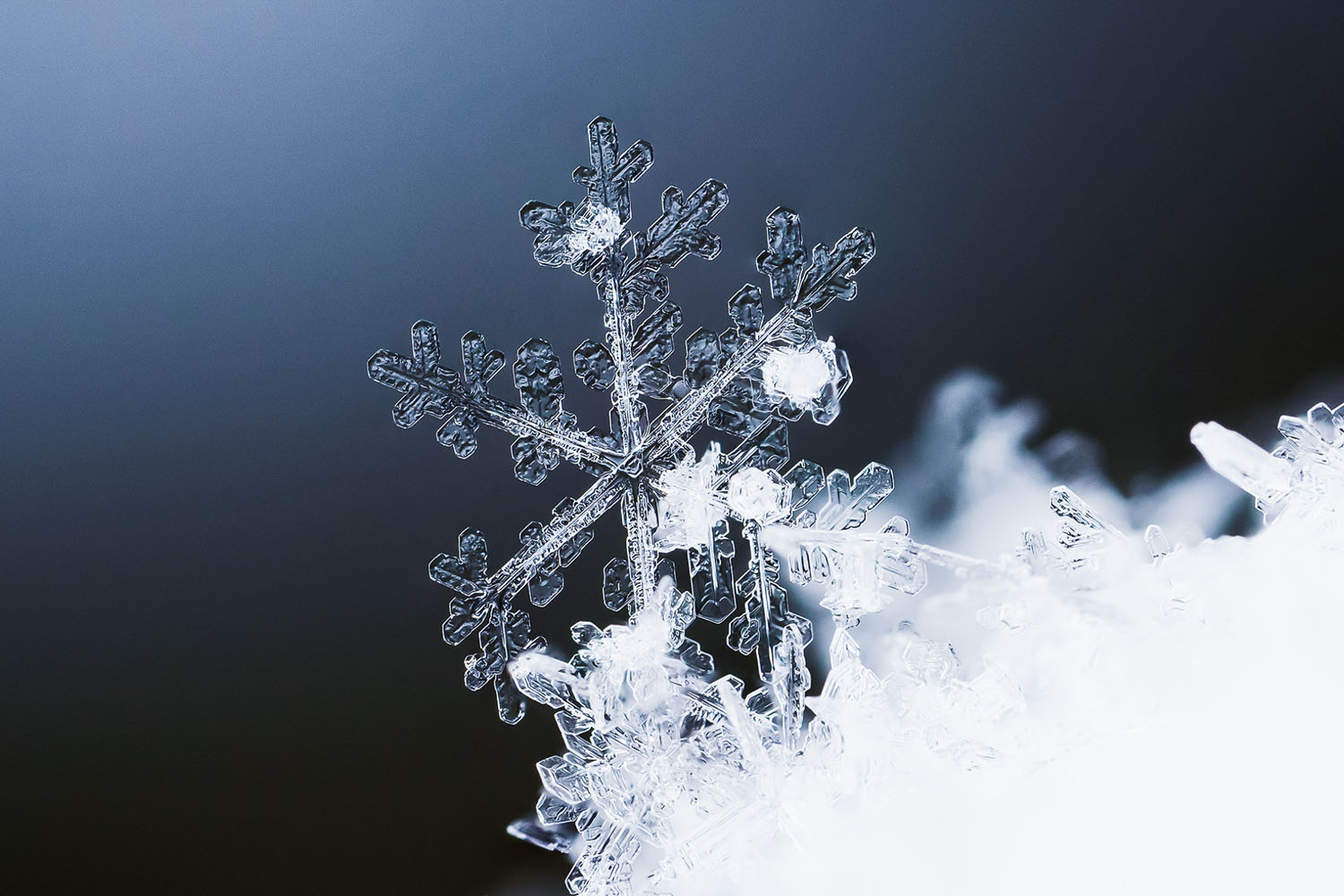 My journey into the world of macro photography