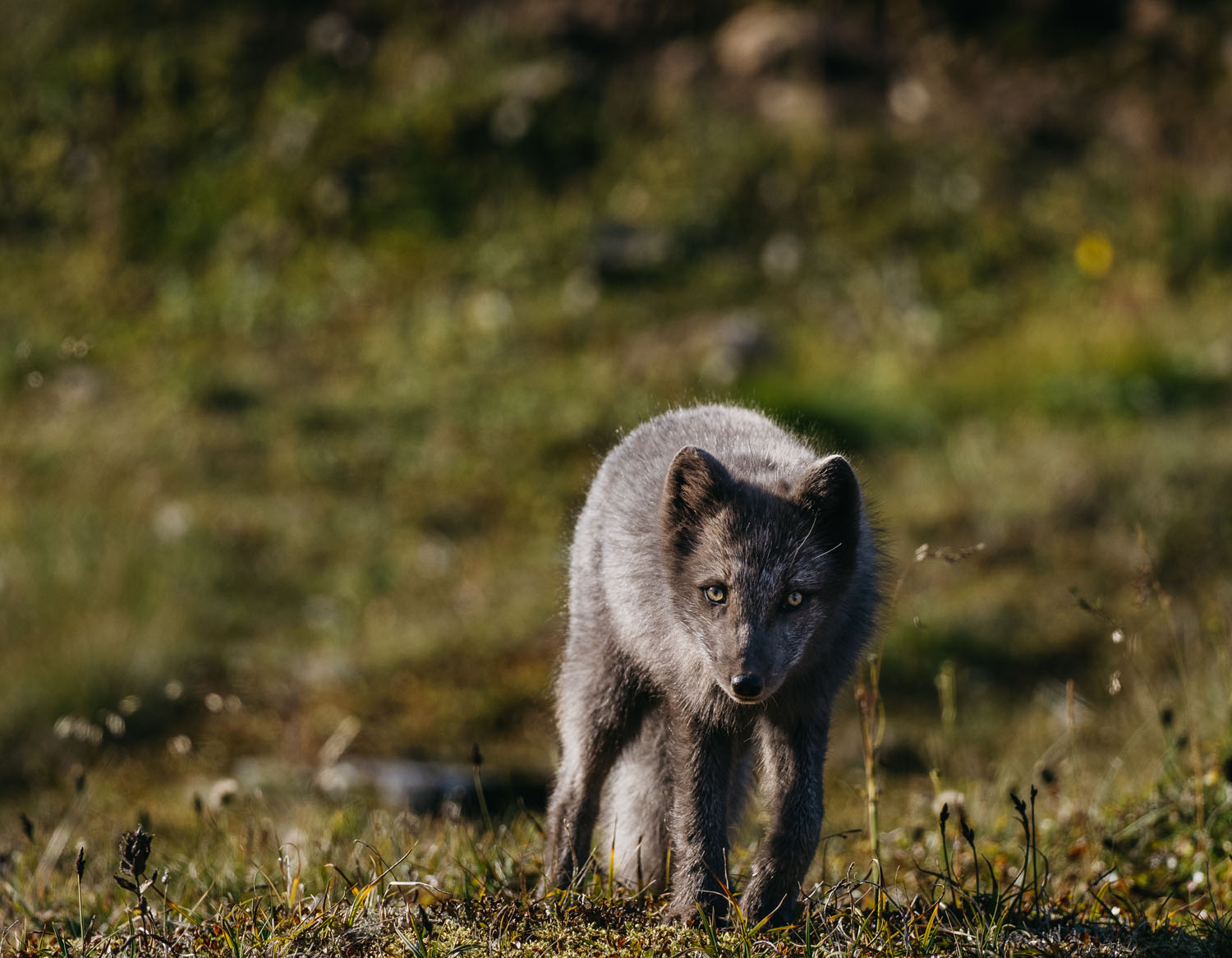 Not another waterfall: Photographing Arctic foxes in Hornstrandir
