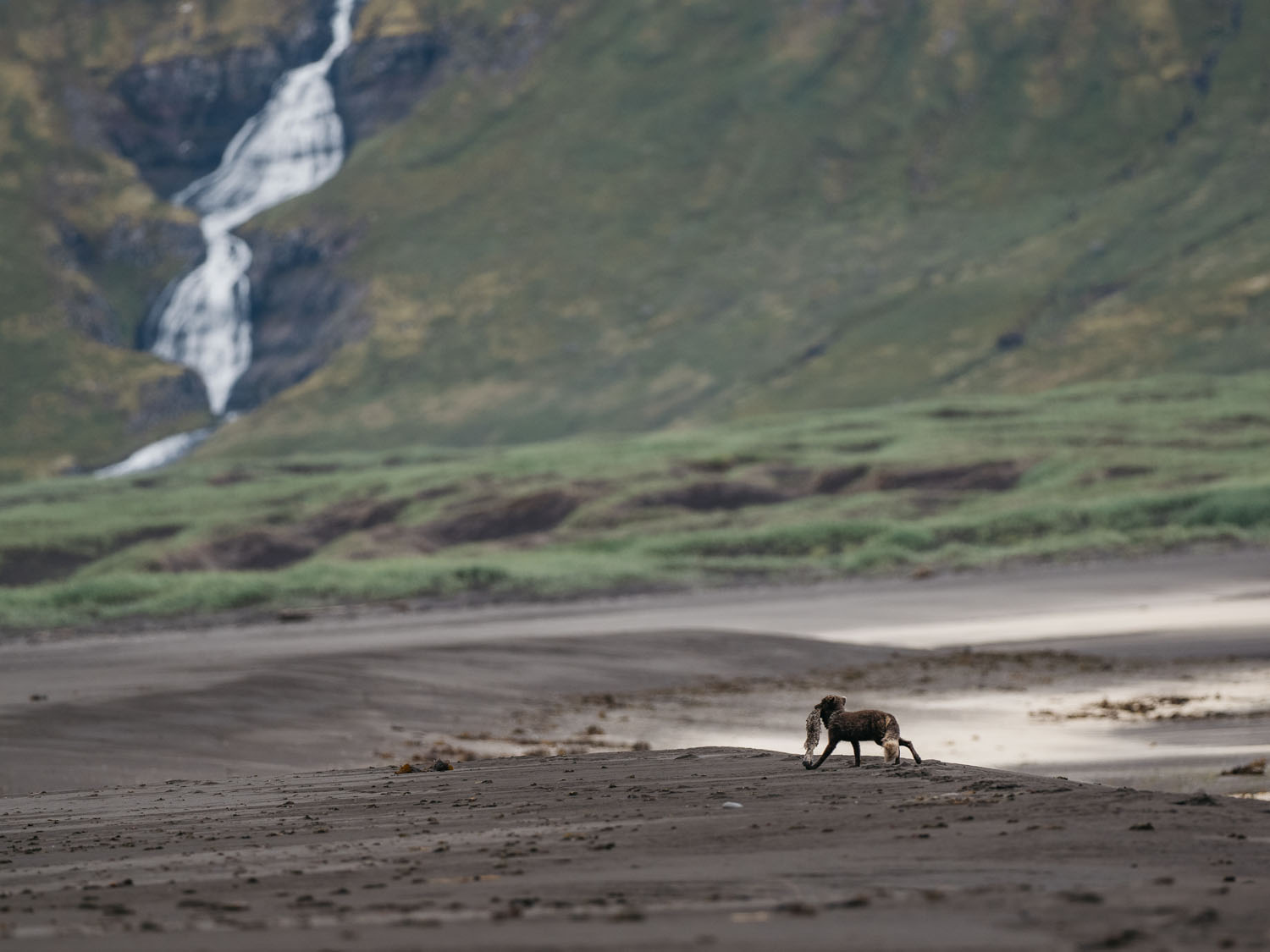 Not another waterfall: Photographing Arctic foxes in Hornstrandir