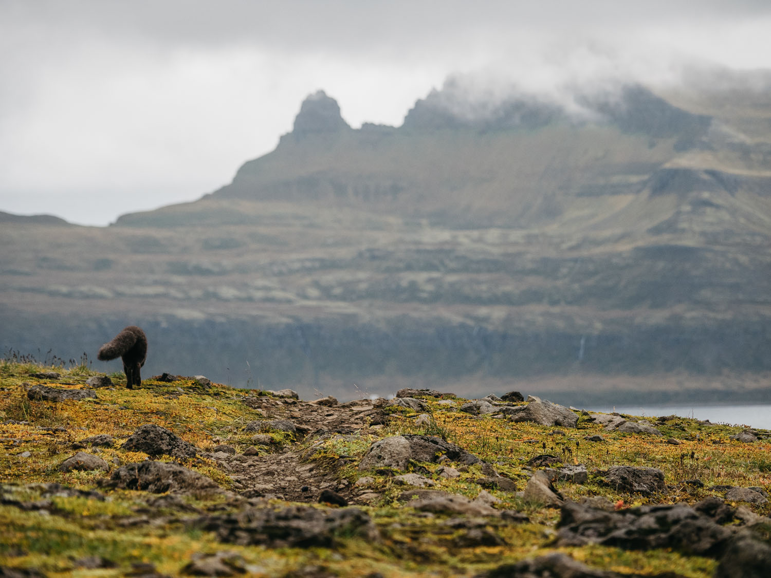 Not another waterfall: Photographing Arctic foxes in Hornstrandir
