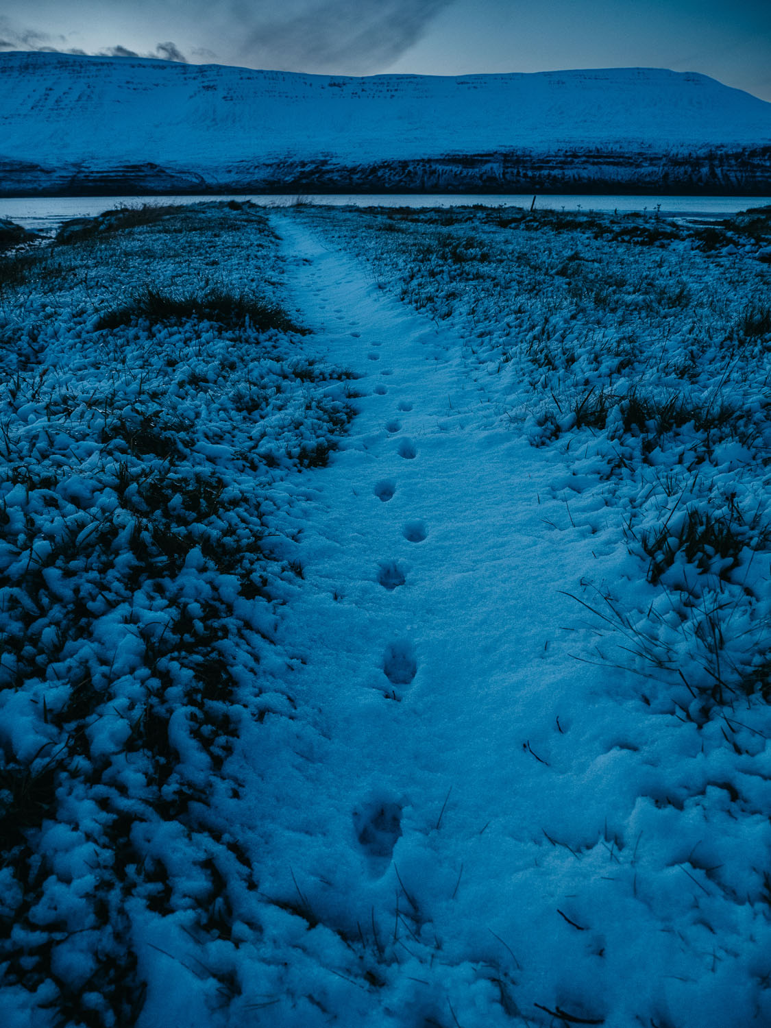 Not another waterfall: Photographing Arctic foxes in Hornstrandir