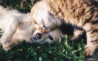 OBESIDAD EN PERROS Y GATOS