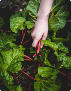 Ecological Farming