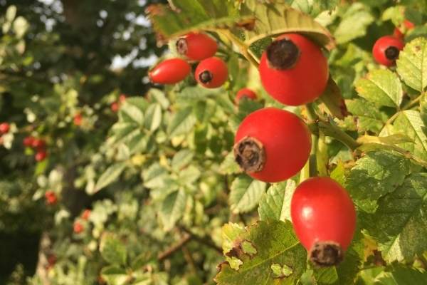 Dog rose - rose hips on the bush