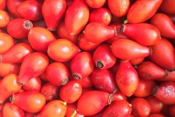 Collected rose hips, a lot and really close up