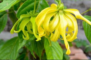 Ylang Ylang