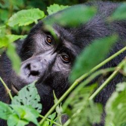 gorilla-uganda-conscious-travel