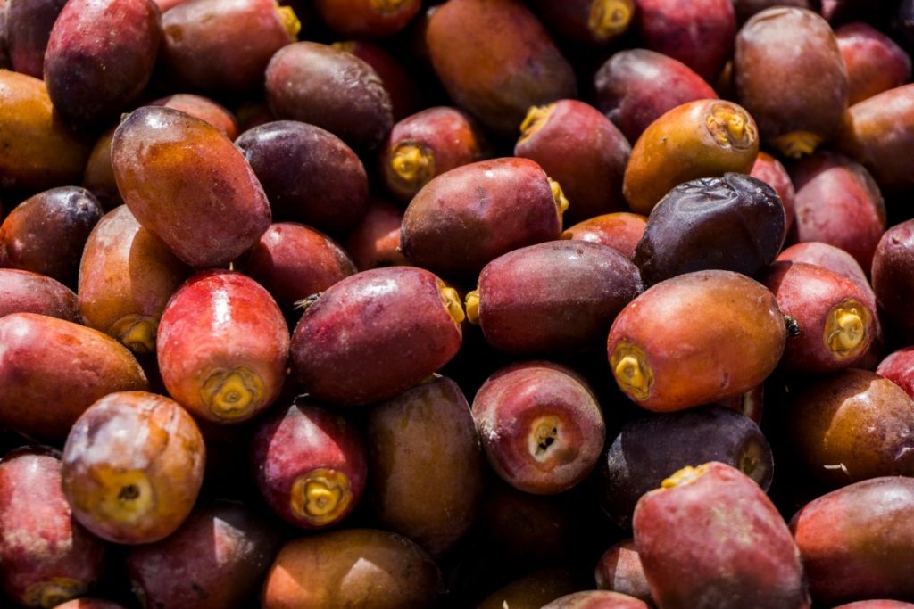 Fresh dates on a souk in Oman.