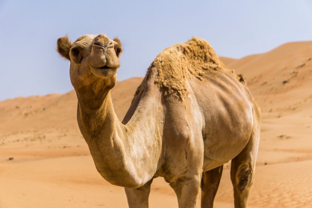 Dromedary in Oman - One Second