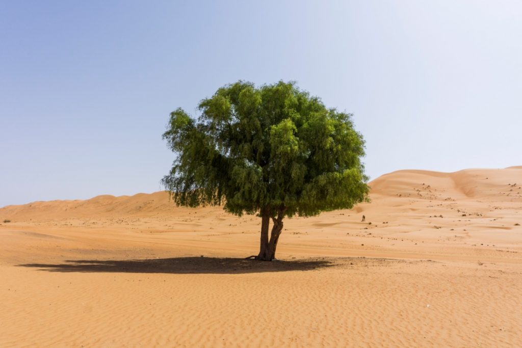 Tree in Wahiba Sands
