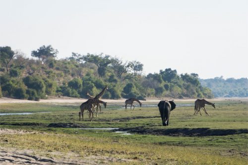 chobe-river-banks-wildlife