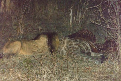 Male lion eating Giraffe in Botswana