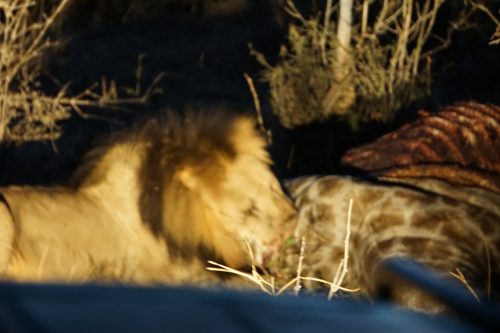 Male lion eating Giraffe in Botswana