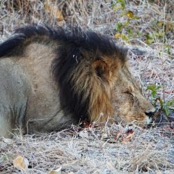 Sleeping Lion in Botswana