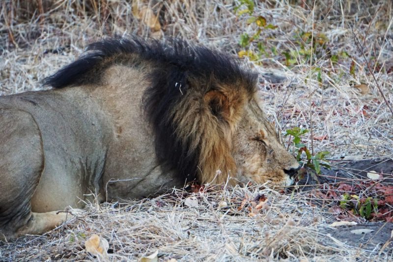 Sleeping Lion in Botswana