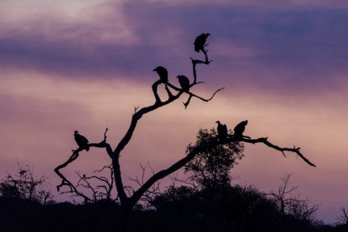 Vultures-sunset-botswana-africa
