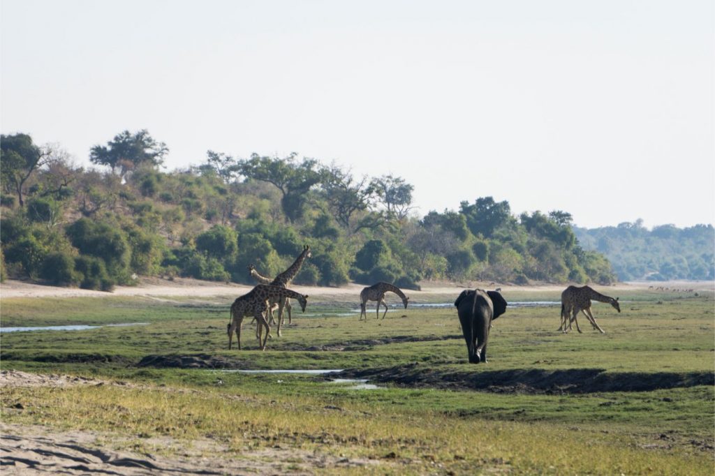 Girafes et éléphants sur les berges de la rivière Chobe-One Second
