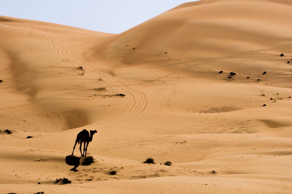 Oman - Le pays des 1001 Nuits - Désert avec chameau