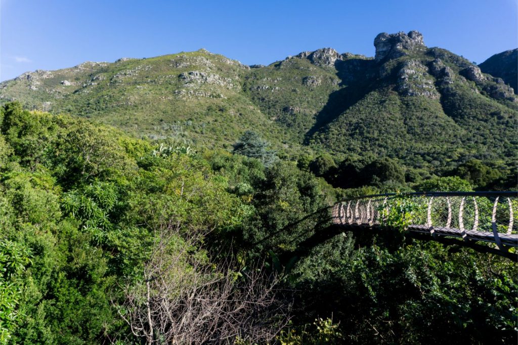 table-mountain-view-forest