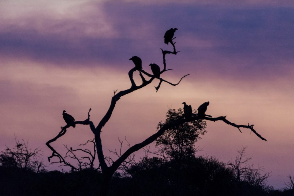 Vautours dans un arbre au coucher de soleil au Botswana