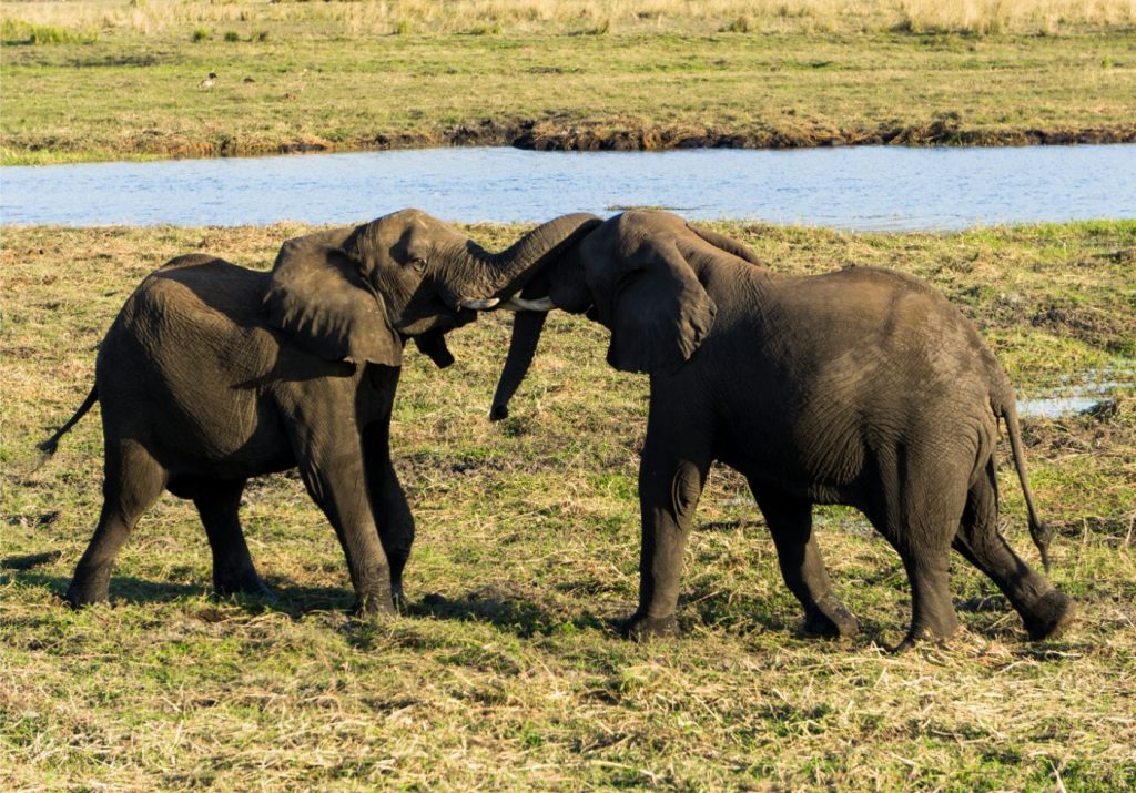 One Second-Reintroduction of poaching elephants in Botswana & which part we are playing in it-fighting elephant bulls