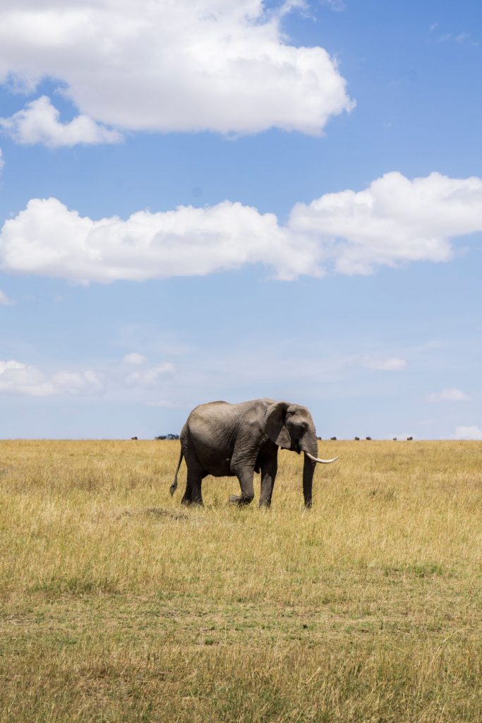One-Second-Sustainability-How-to-be-a-better-traveler-for-yourself-the-planet-that-you-love-exploring-Wildlife-Elephant