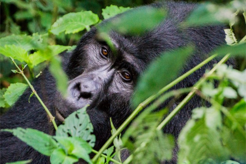 Close up of a silverback mountain gorilla in Uganda