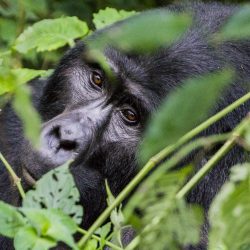 OneSecond - Uganda - Gorilla