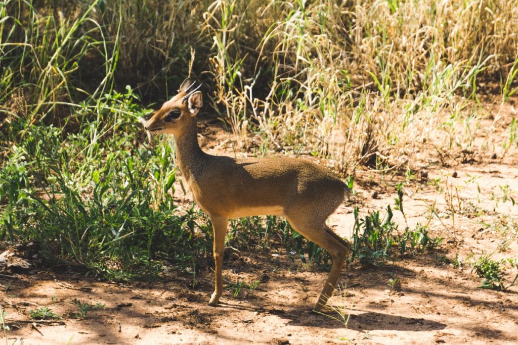 Dik dik in Tarangire National Park