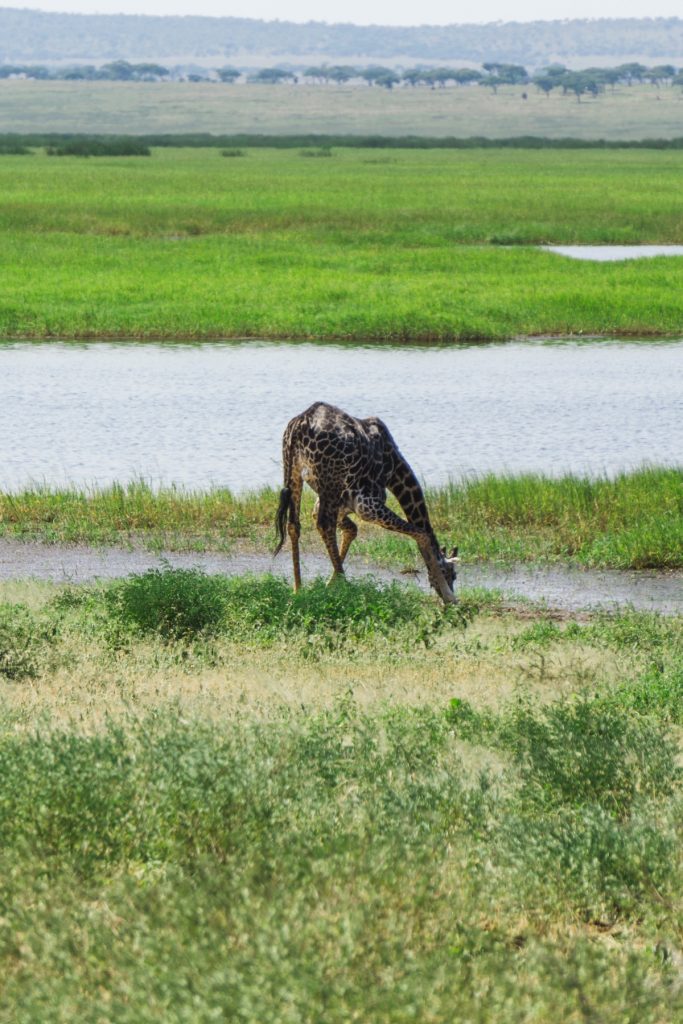 Giraffe drinking from river in Tarangire National Park