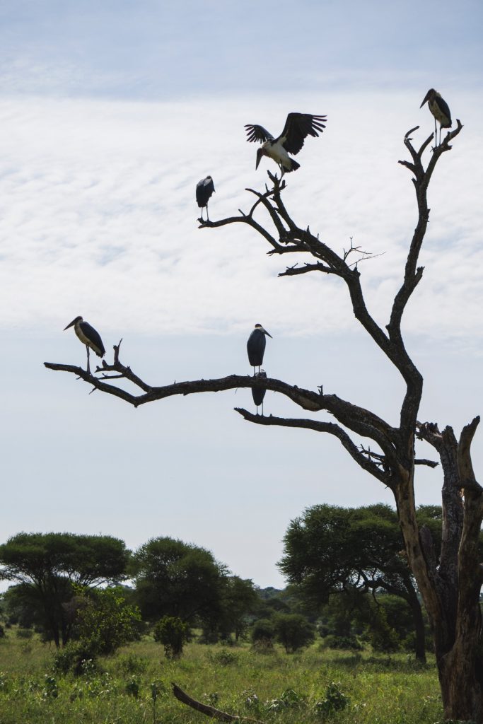 Marabou storks on a tree in Tarangire National Park