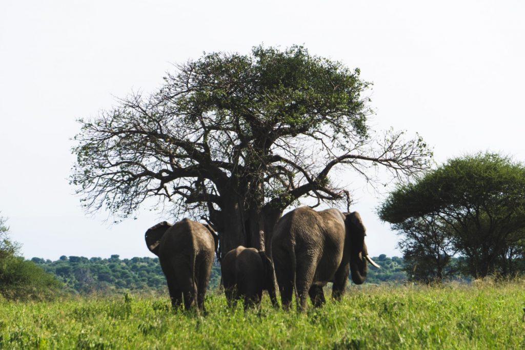 Elephants with baobabs in Tarangire National Park