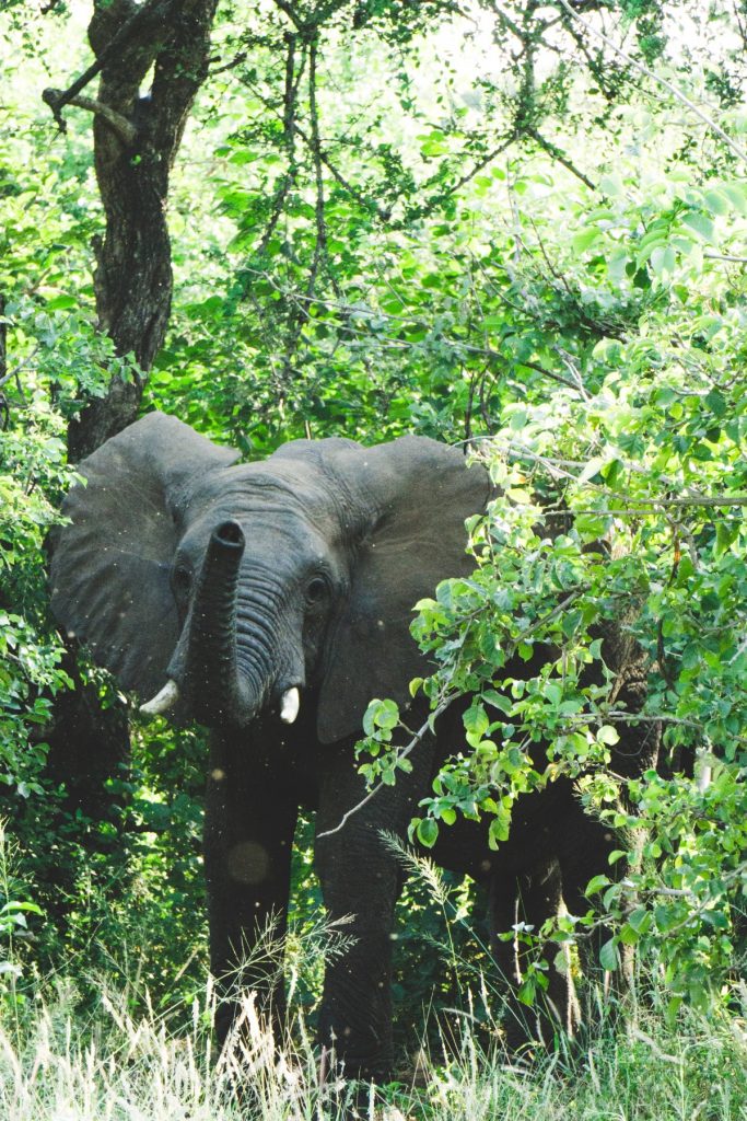 Elephant waving with trunk in Tarangire National Park 