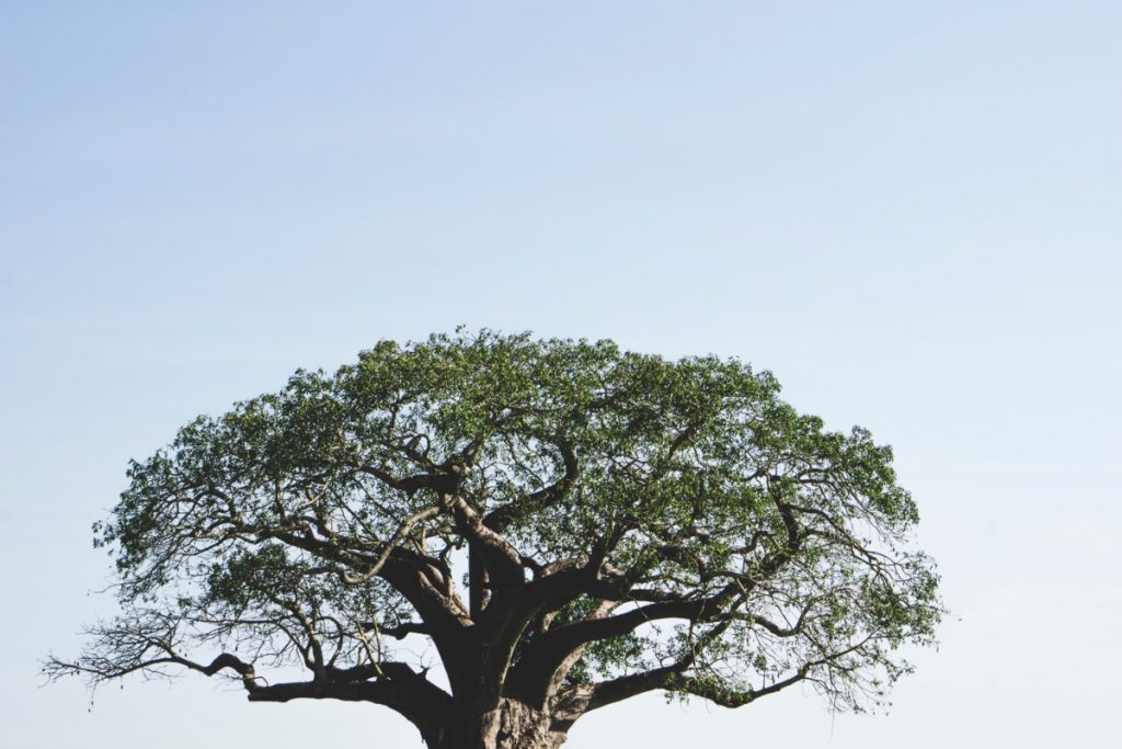 Baobab tree in Tarangire National Park with blue sky