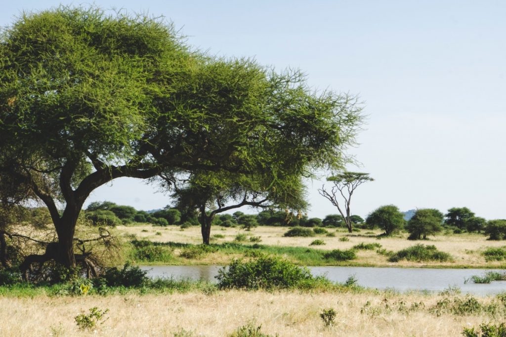 African scenery in Tarangire National Park