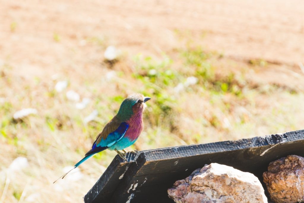 Colorful bird in Tarangire National Park