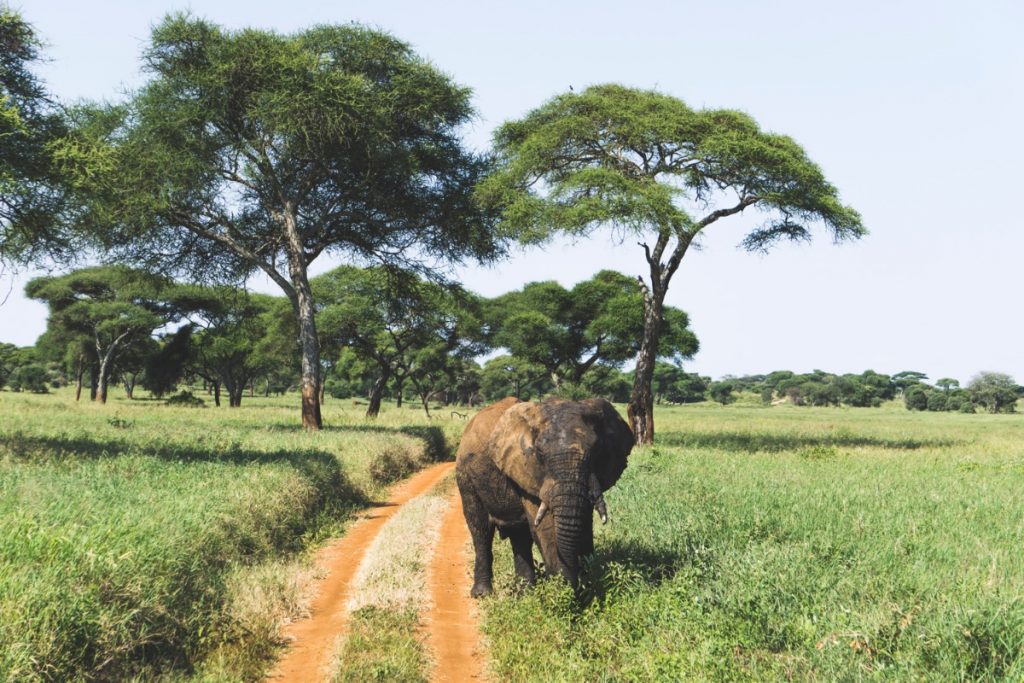 Elephant bull in african scenerey in Tarangire National Park