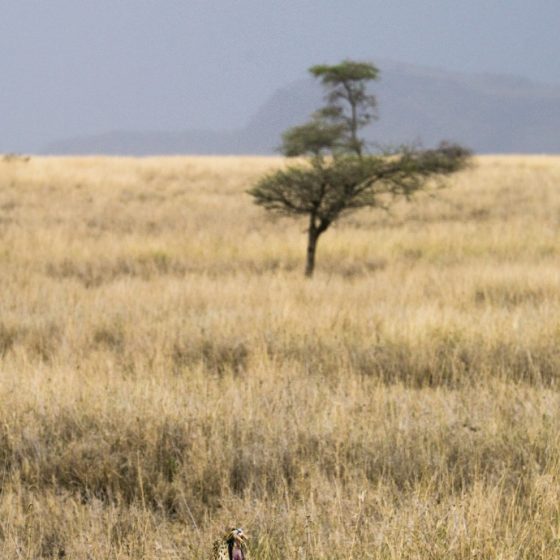 Elusive Leopard in Serengeti National Park Tanzania