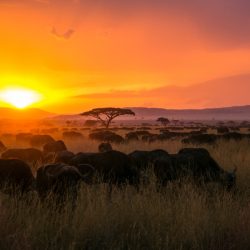 Sunset in Africa with buffalo herd