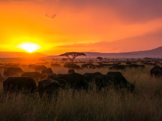 Sunset in Africa with buffalo herd